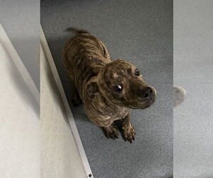 American Pit Bull Terrier Dogs for adoption in Glen Allen, VA, USA