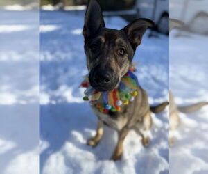 German Shepherd Dog-Unknown Mix Dogs for adoption in Seattle, WA, USA