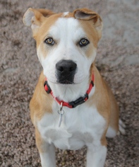 Akita Dogs for adoption in phoenix, AZ, USA