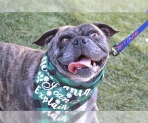 Frenchie Pug Dogs for adoption in Lake Forest, CA, USA