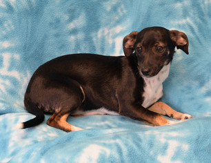 Medium Photo #1 Jack Chi Puppy For Sale in Eureka, CA, USA