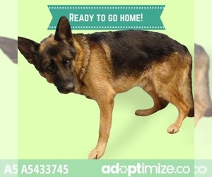 German Shepherd Dog Dogs for adoption in Downey, CA, USA