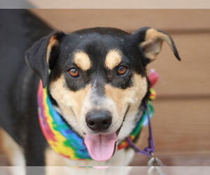 Medium Photo #9 German Shepherd Dog-Unknown Mix Puppy For Sale in Cookeville, TN, USA