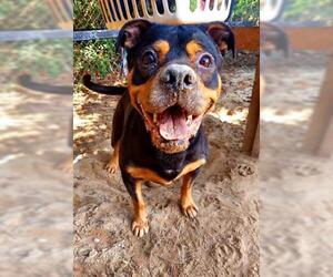 Rottweiler-American Pit Bull Terrier Dogs for adoption in Fort Walton Beach, FL, USA