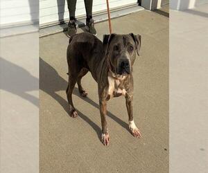 Mutt Dogs for adoption in Louisville, KY, USA