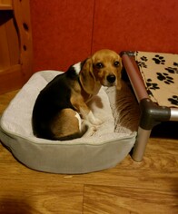 Medium Photo #1 Beagle Puppy For Sale in Doylestown, PA, USA