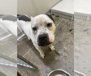 American Bulldog-Unknown Mix Dogs for adoption in Temple, TX, USA