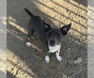 Chihuahua-Unknown Mix Dogs for adoption in Redlands, CA, USA