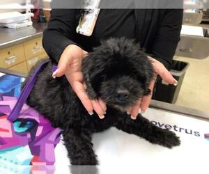 Maltese-Unknown Mix Dogs for adoption in Riverside, CA, USA