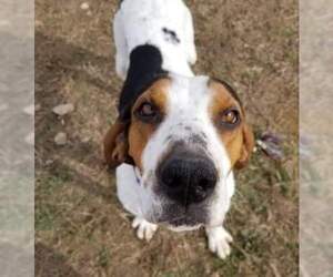 Treeing Walker Coonhound Dogs for adoption in Augusta, WV, USA