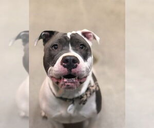 Mutt Dogs for adoption in Forestville, MD, USA