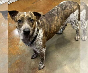 Labrador Retriever-Unknown Mix Dogs for adoption in Rockaway, NJ, USA