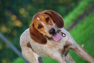Redbone Coonhound Dogs for adoption in Cincinnati, OH, USA
