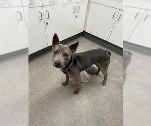 Mutt Dogs for adoption in HESPERIA, CA, USA
