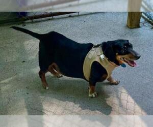 Dachshund Dogs for adoption in Ellijay, GA, USA