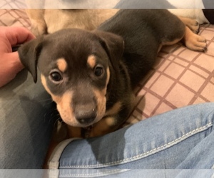 Medium Photo #1 Dachshund-Labrador Retriever Mix Puppy For Sale in Hewitt, NJ, USA