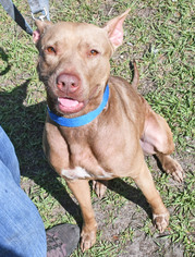 Mutt Dogs for adoption in Fernandina Beach, FL, USA