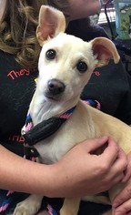 Rat-Cha Dogs for adoption in Amarillo, TX, USA