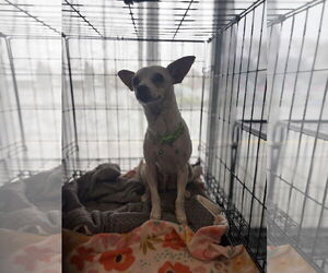 Chihuahua-Unknown Mix Dogs for adoption in Chico, CA, USA