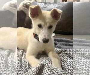 Medium Photo #2 Siberian Husky-Unknown Mix Puppy For Sale in Plainfield, IL, USA