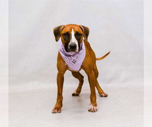 Mutt Dogs for adoption in Sanford, FL, USA