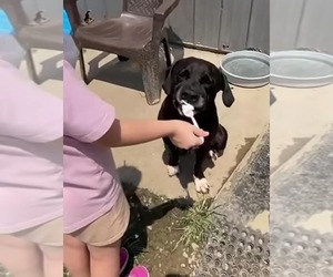 Boxer-Unknown Mix Dogs for adoption in Evansville, IN, USA