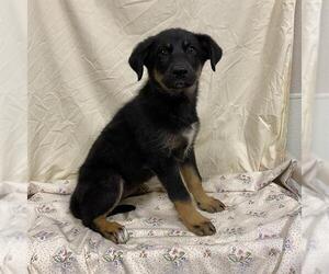 German Shepherd Dog-Unknown Mix Dogs for adoption in Modesto, CA, USA