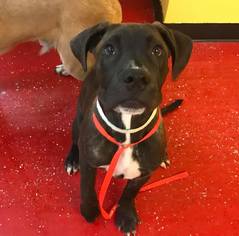 Mastador Dogs for adoption in Phoenix , AZ, USA