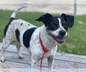 Beagle-Unknown Mix Dogs for adoption in Tulsa, OK, USA