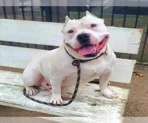 American Pit Bull Terrier Dogs for adoption in Long Beach, CA, USA