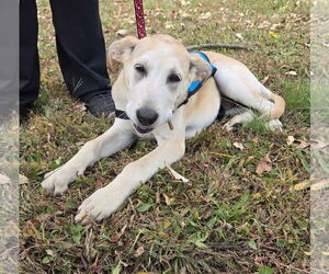 Mutt Dogs for adoption in Cliffwood, NJ, USA