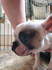French Bulldog Dogs for adoption in Reeds, MO, USA