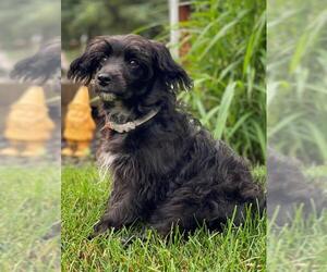 Aussiedoodle Miniature  Dogs for adoption in St. Louis Park, MN, USA