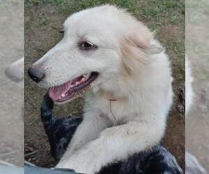 Great Pyrenees Dogs for adoption in Baileyton, AL, USA
