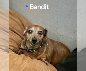 Dachshund Dogs for adoption in Los Angeles, CA, USA