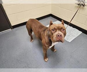 American Pit Bull Terrier-Unknown Mix Dogs for adoption in Denver, CO, USA