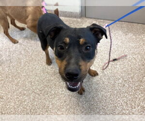 Labrador Retriever-Unknown Mix Dogs for adoption in Pueblo, CO, USA