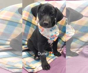 Black and Tan Coonhound-Labrador Retriever Mix Dogs for adoption in SHERBURNE, NY, USA