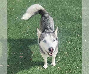 Huskies -Unknown Mix Dogs for adoption in Rockwall, TX, USA