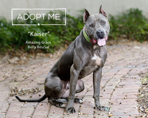 Small American Pit Bull Terrier-Greyhound Mix