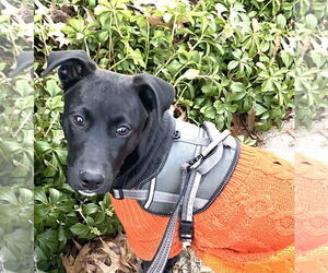 Labrador Retriever-Unknown Mix Dogs for adoption in Holly Springs, NC, USA