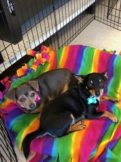 Medium Photo #1 Chiweenie Puppy For Sale in Texarkana, TX, USA