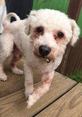 Poochon Dogs for adoption in Pacolet, SC, USA