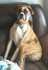 Boxer Dogs for adoption in Marion, KY, USA