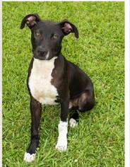 American Staffordshire Terrier-Boxer Mix Dogs for adoption in Lake Jackson, TX, USA