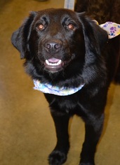 Mutt Dogs for adoption in Rolling Meadows, IL, USA