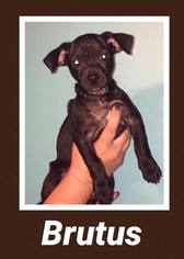 Chiweenie Dogs for adoption in Great Bend, KS, USA
