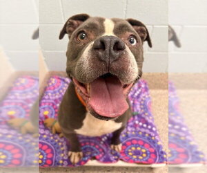 Mutt Dogs for adoption in Brighton, CO, USA