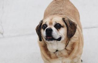 Puggle Dogs for adoption in Mt. Pleasant, MI, USA