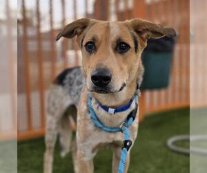 Mutt Dogs for adoption in Las Vegas, NV, USA